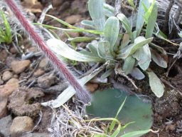 Holothrix scopularia leaf and hairy stem